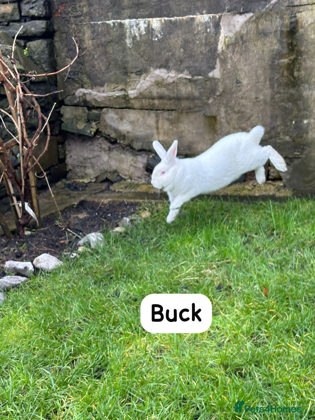 New Zealand rabbits for sale: Rabbits New Zealand white Breeding Pair, Adult - Advert 10