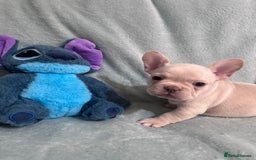 French Bulldog dogs for sale: 5 Male French Bulldog Puppies - Image 3