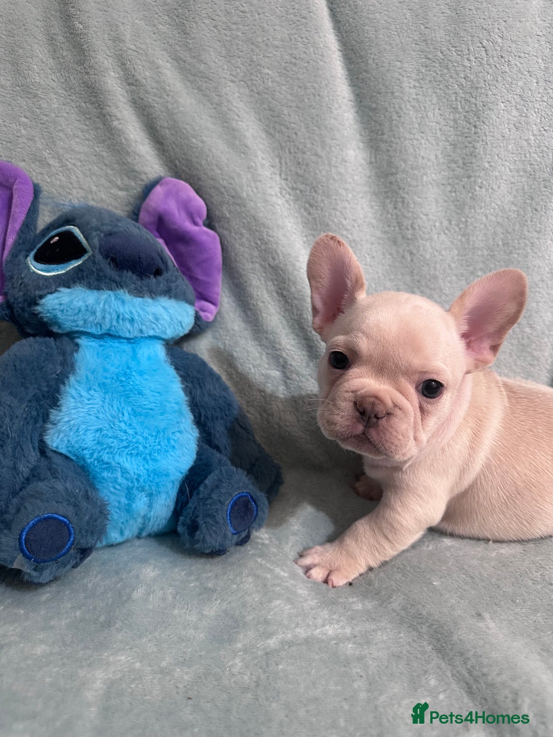 French Bulldog dogs for sale: 5 Male French Bulldog Puppies - Image 3