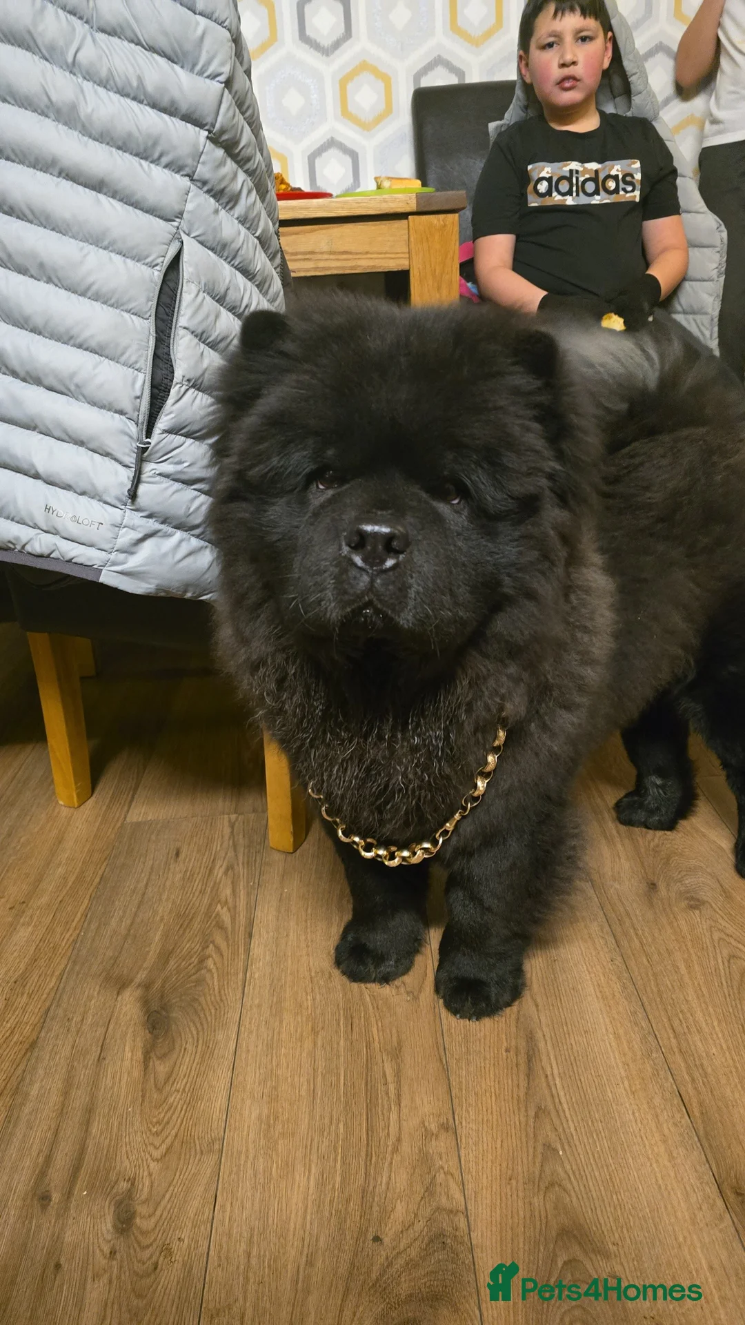 Chow Chow dogs for stud: Chow chow male ready for stud  in Bradford - Advert 3