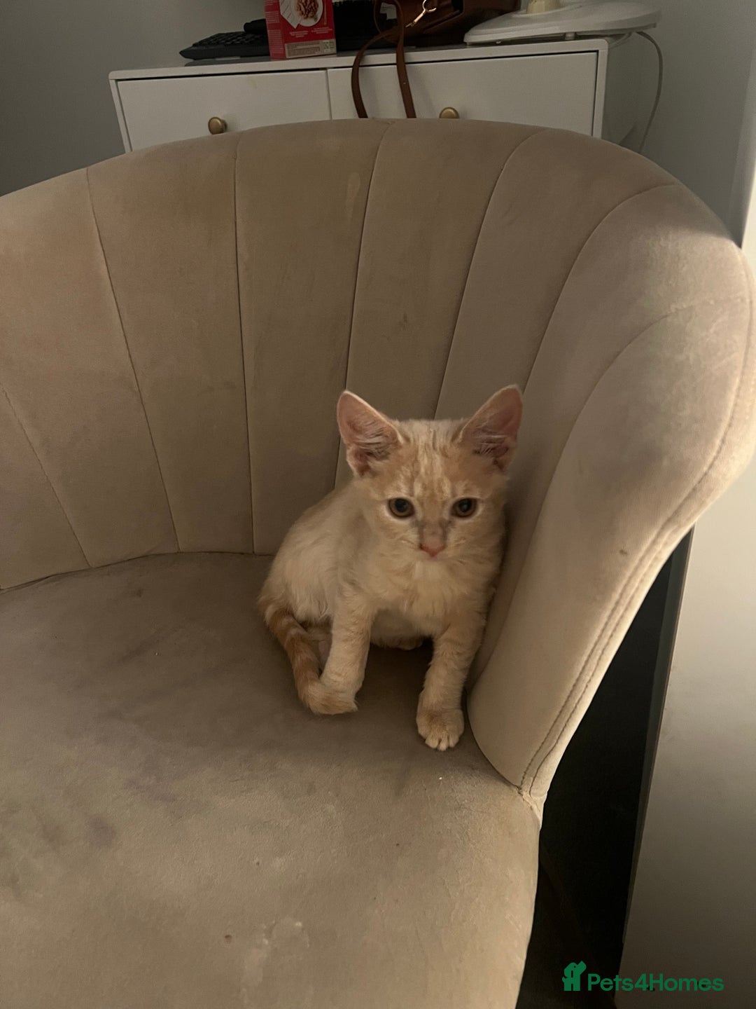 Domestic Shorthair cats for sale: Beige / Cream Marbled Kitten - Image 1
