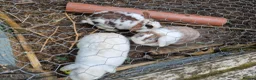 Mixed Breed rabbits for sale: Rabbits To Go To a Good Home in Doncaster - Advert 7