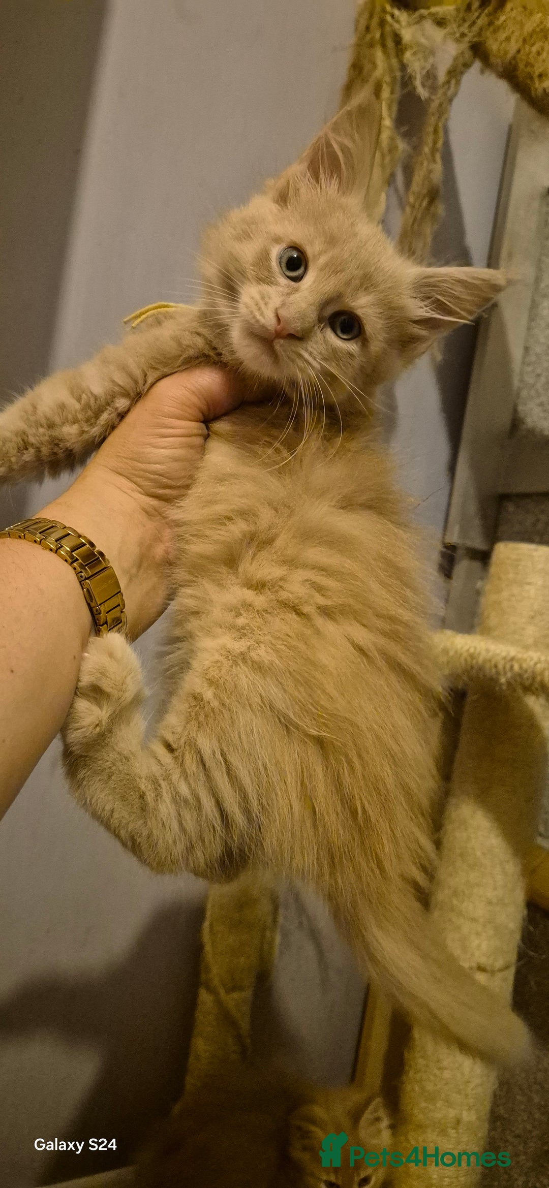 Maine Coon cats for sale: Maine Coon kittens Glasgow  - Image 7