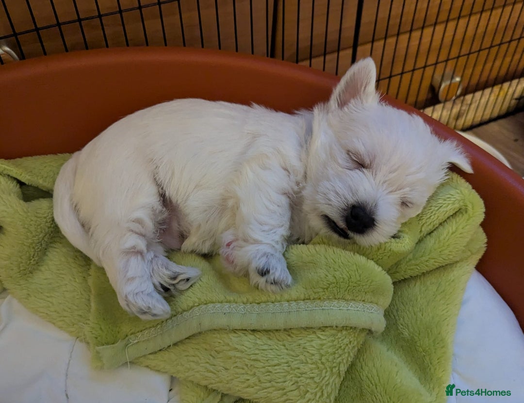 West Highland Terrier dogs for sale: Beautiful KC Registered White WestHighland Terrier - Advert 2