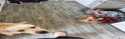 Labrador Retriever dogs for sale: 15 month old female Labrador  - Advert 6