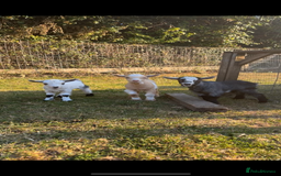 Goats livestock for sale: Three Pygmy goat kids looking for homes  - Image 3