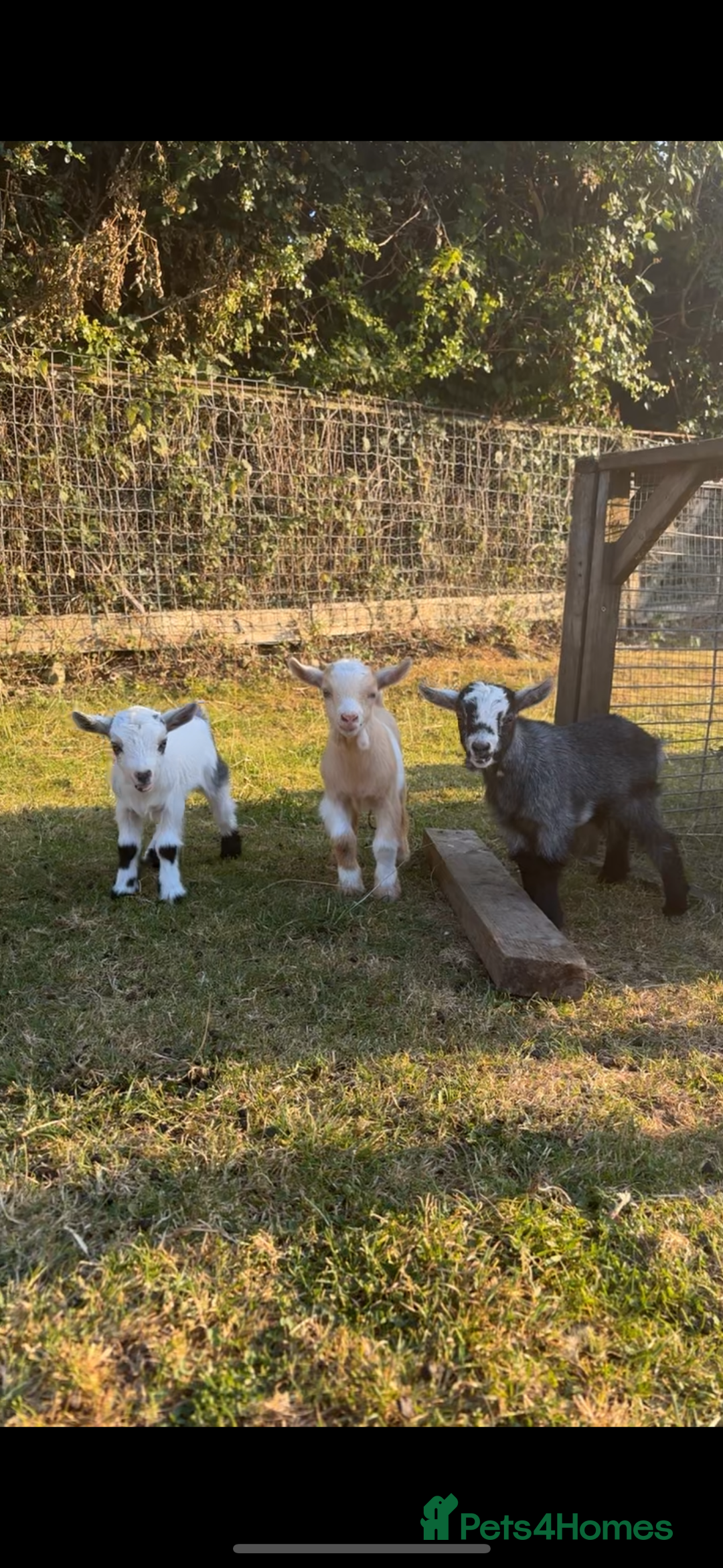 Goats livestock for sale: Three Pygmy goat kids looking for homes  - Image 3