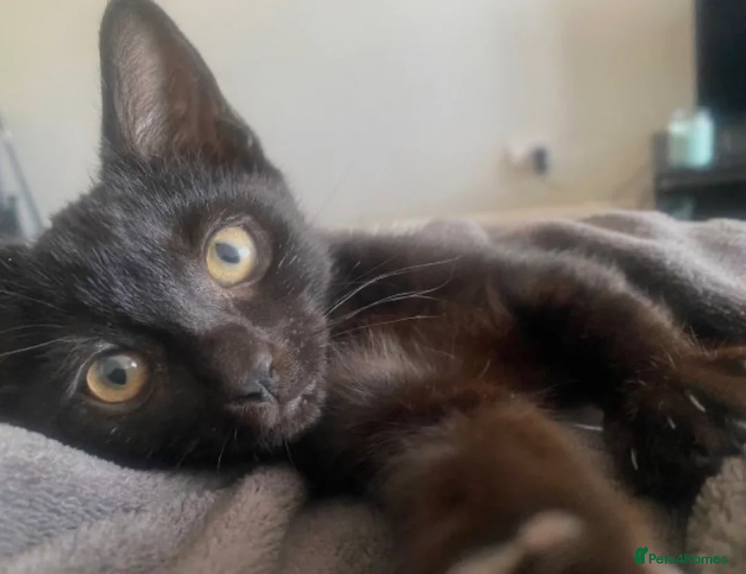 Mixed Breed cats for sale: 11 week old female kitten  - Advert 3