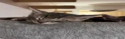 Mixed Breed cats for sale: Bencoon kittens Maine Coon x Bengal  - Advert 3