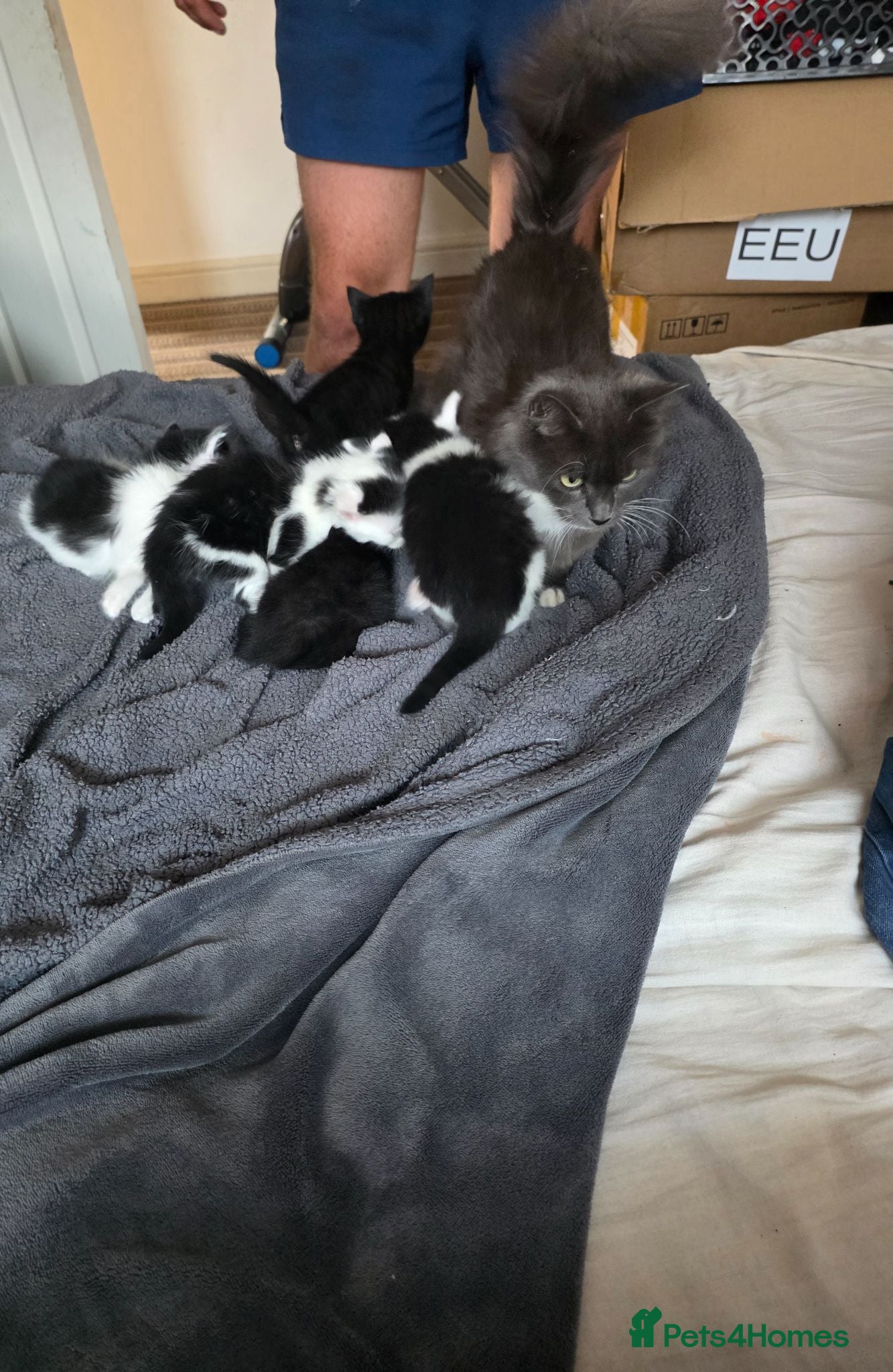 Mixed Breed cats Cute kittens are looking for a loving home  - Advert 1