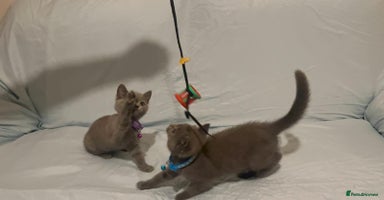 British Shorthair cats - Advert 15
