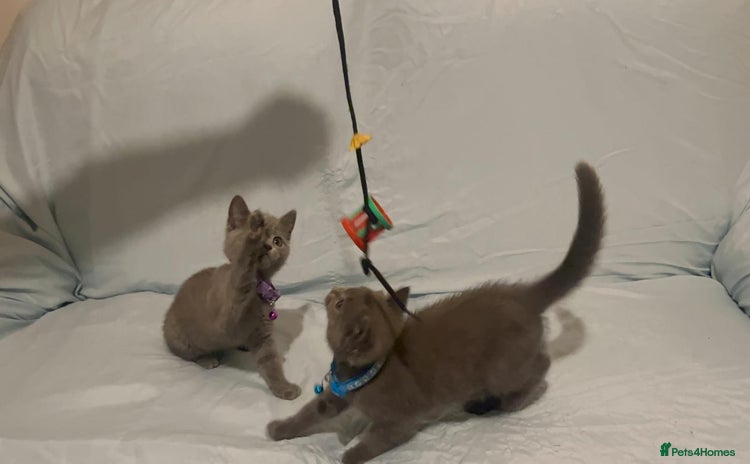 British Shorthair cats - Advert 9