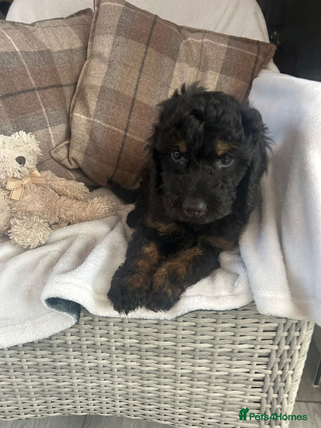 Cockapoo dogs for sale: F1 miniature gorgeous cockapoo puppies  - Image 32
