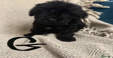 Cockapoo dogs Just 1 girl Cockapoo pup left  - Advert 8