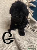 Cockapoo dogs Just 1 girl Cockapoo pup left - Advert 8