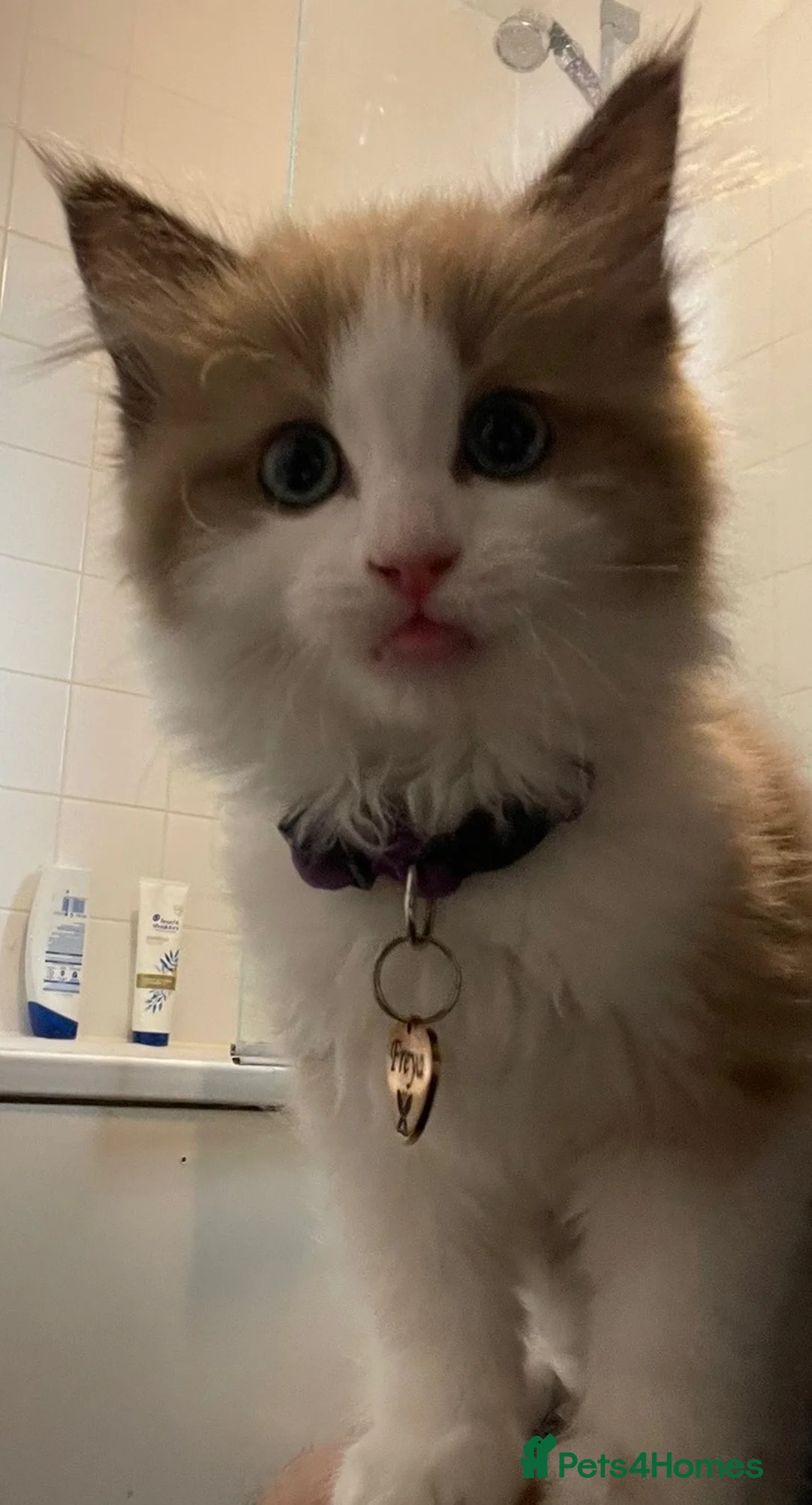 Ragdoll cats for sale: Seal mink bicolour ragdoll  - Advert 1