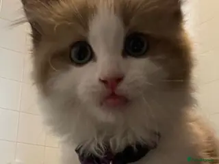 Ragdoll cats Seal mink bicolour ragdoll - Advert 2