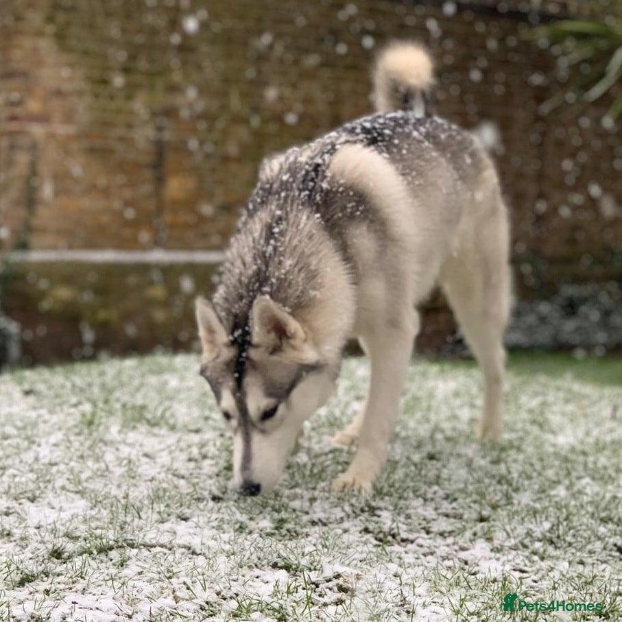 Siberian Husky dogs Miss Luna - Advert 1