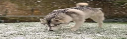 Siberian Husky dogs for stud: Miss Luna in London - Advert 1