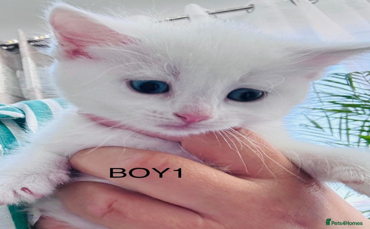 Mixed Breed cats - Advert 8