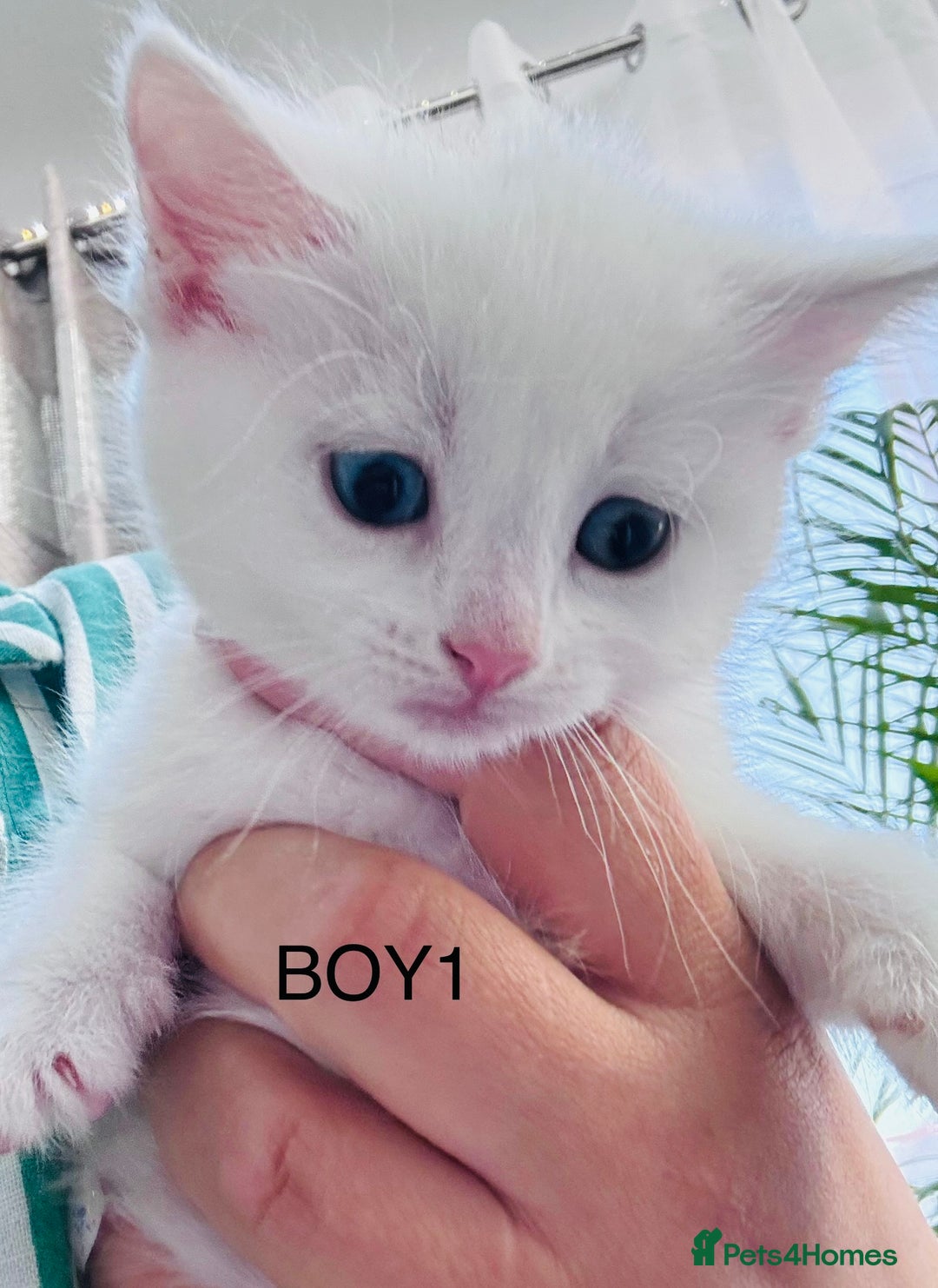 Mixed Breed cats for sale: Perfectly healthy and ready for new loving homes - Image 1