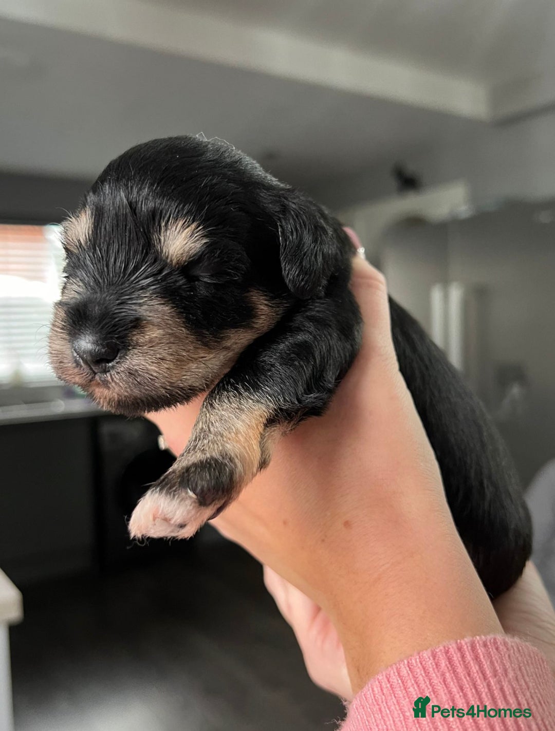 Miniature Schnauzer dogs for stud: KC REG Chocolate & Tan Miniature Schnauzer Stud - Image 14