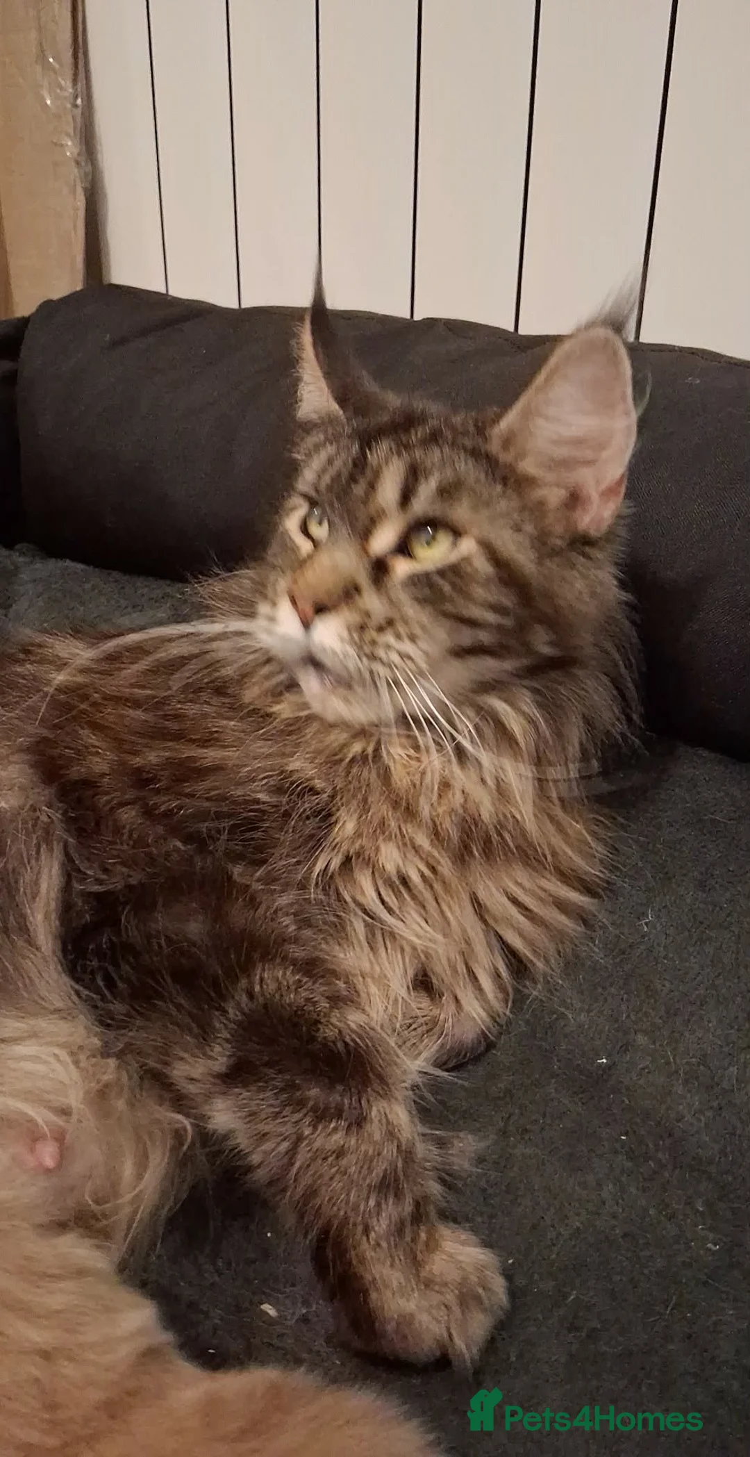 Maine Coon cats for sale: Maine coon xl pedigree active - Advert 2