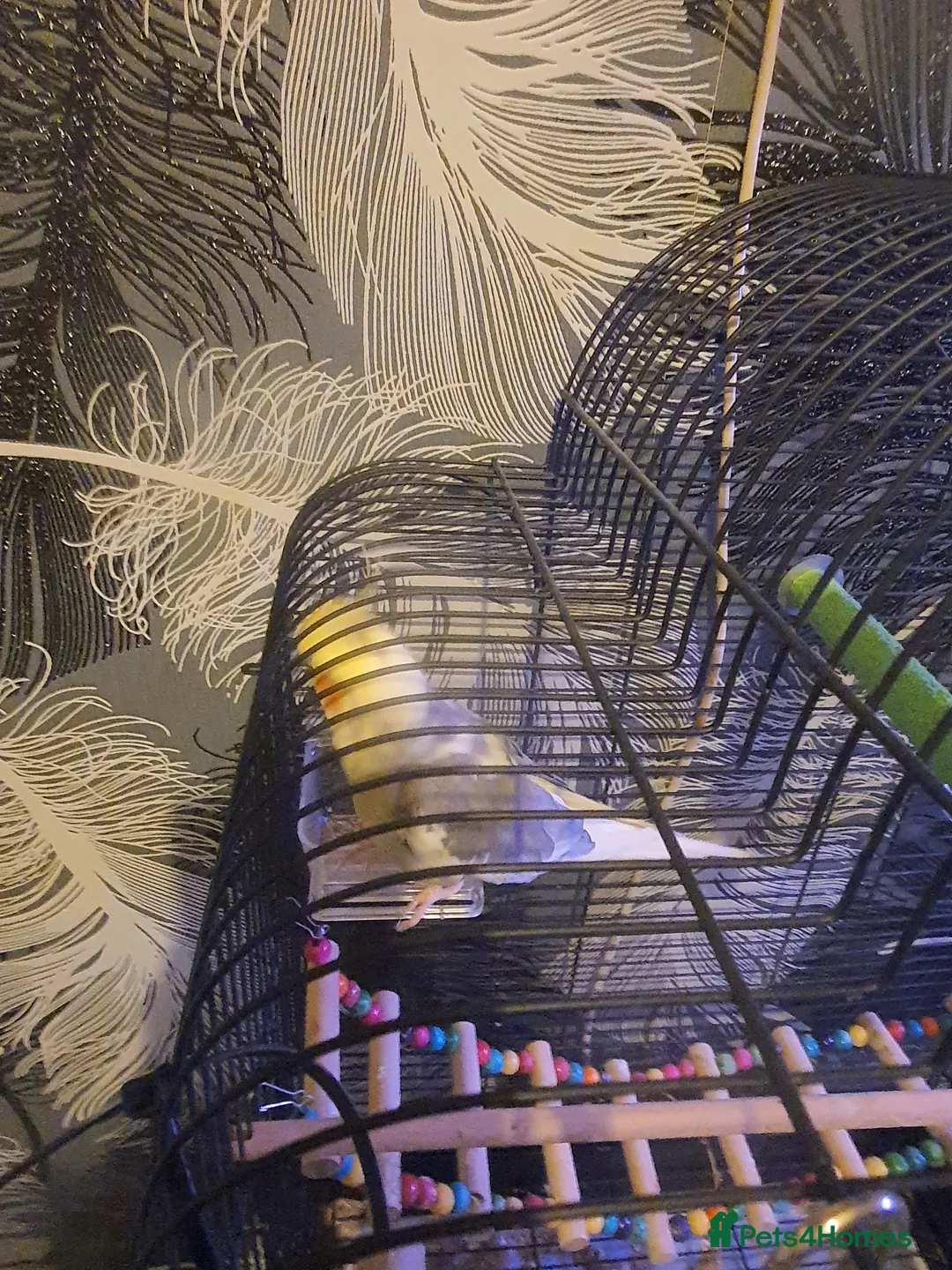 Cockatiels birds for sale: Male cockatiel  - Advert 2