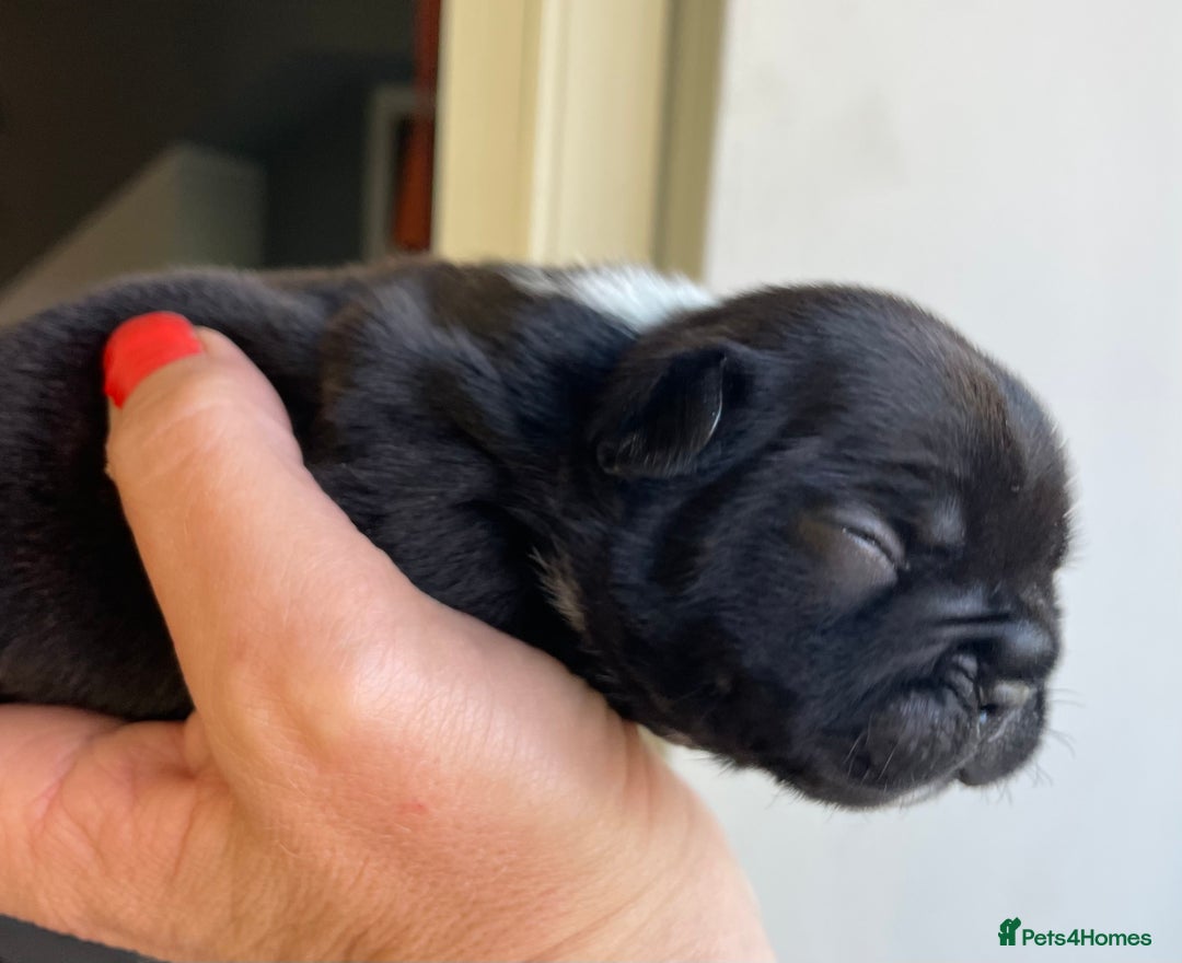 French Bulldog dogs for sale: KC Reg Frenchie Puppies - Image 11