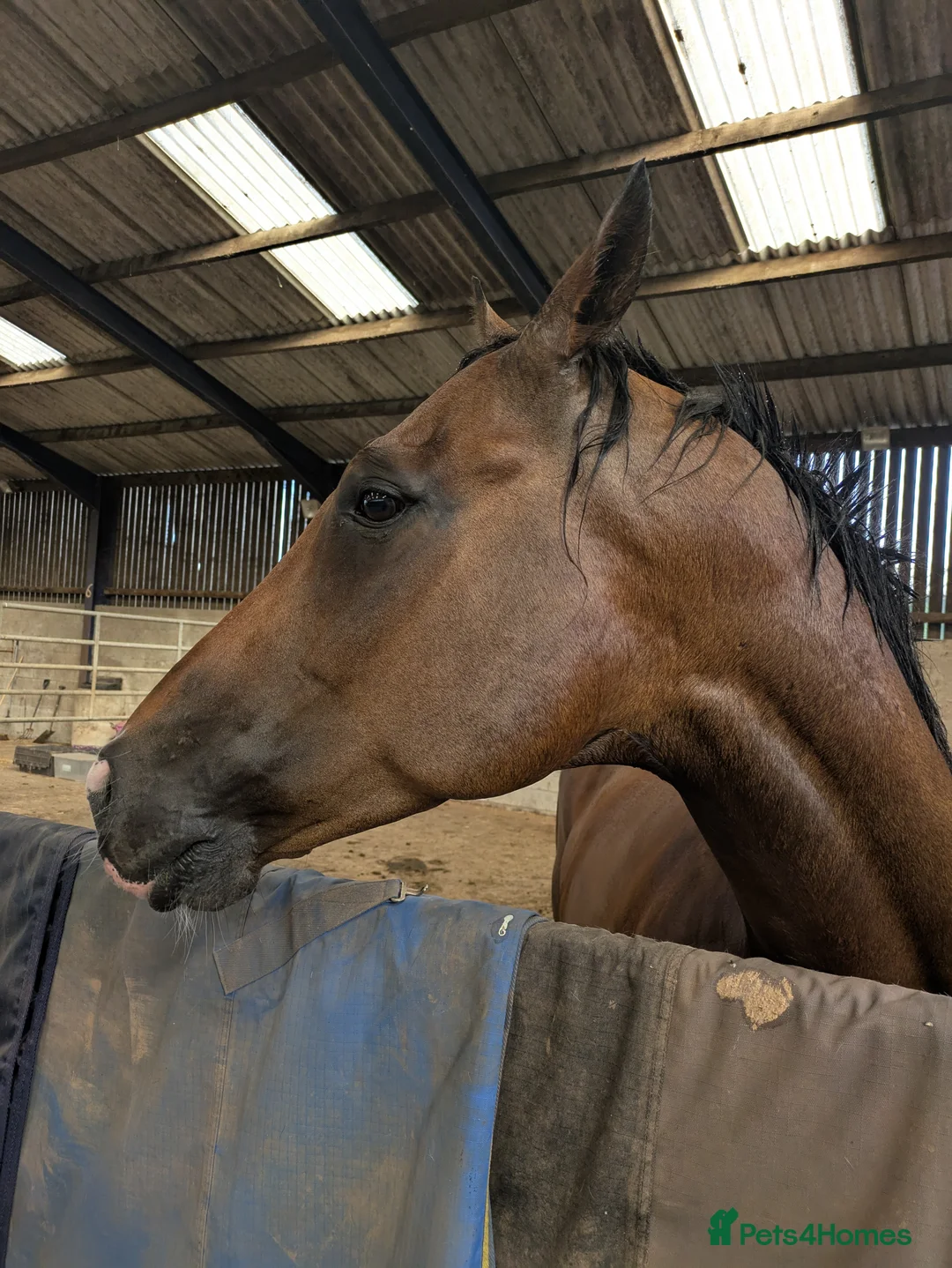 English Thoroughbred horses for sale: Two thoroughbred horses for sale - Advert 7