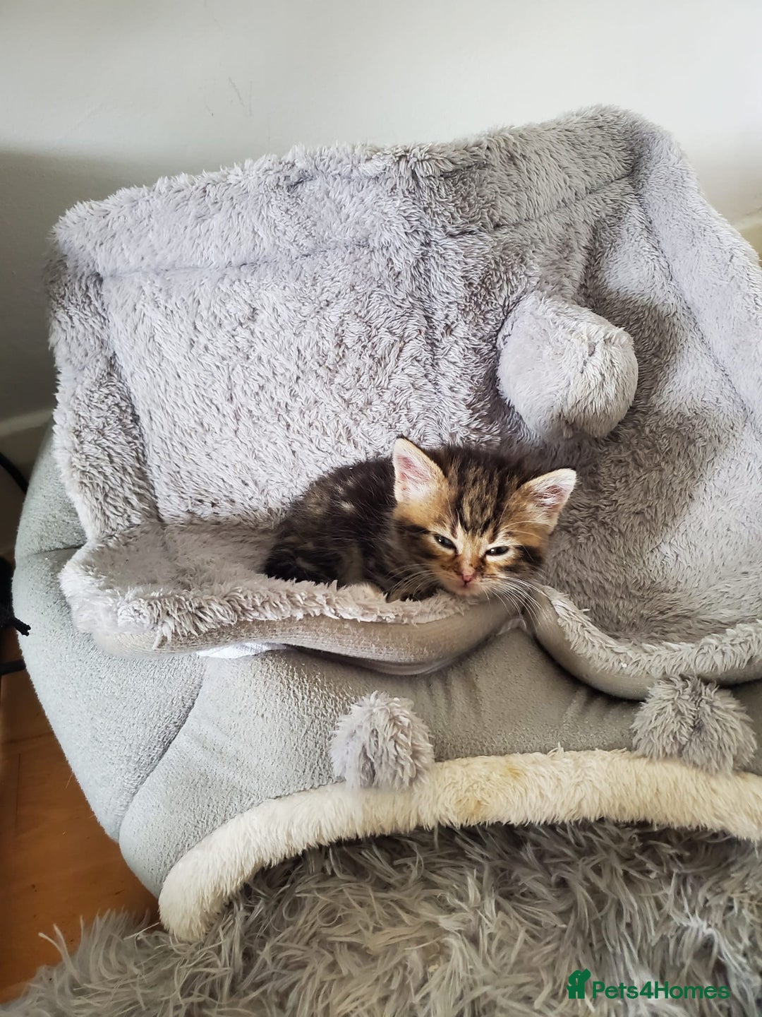 British Shorthair cats for sale: Adorable British Shorthair x Tabby Kittens - Image 8