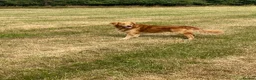 Golden Retriever dogs for stud: KC Registered FOX red golden retreiver  in Durham - Advert 7