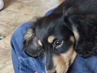 Miniature Dachshund dogs BLACK & CREAM KC REG MINI L HAIRED PRA CLEAR PUPS - Advert 1