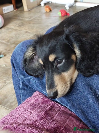 Miniature Dachshund dogs BLACK & CREAM KC REG MINI L HAIRED PRA CLEAR PUPS - Advert 6