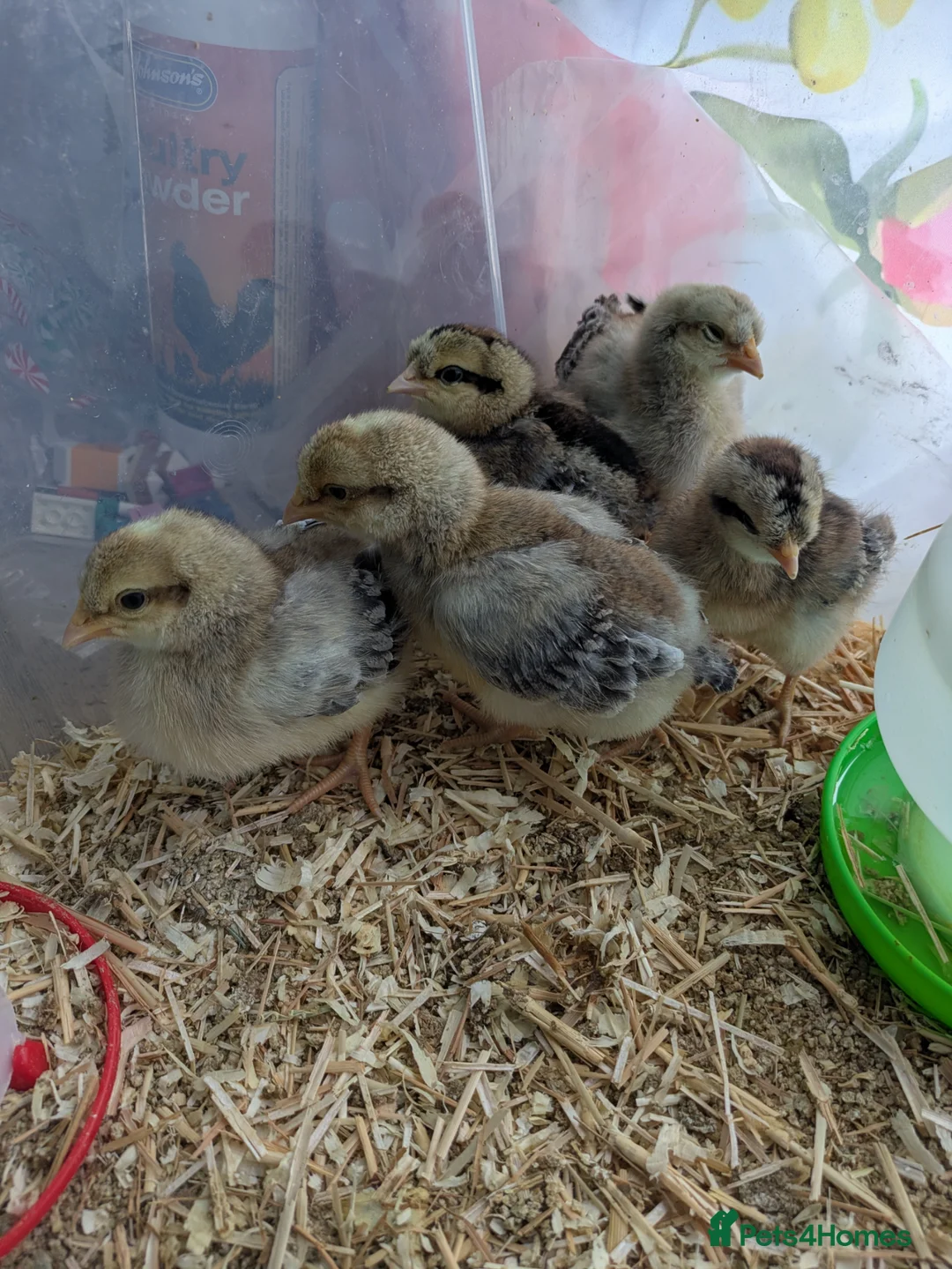 Chickens poultry for sale: 3 male cream legbar chicks  in Saint Austell - Advert 1