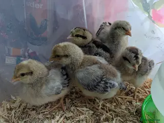 Chickens poultry 3 male cream legbar chicks - Advert 1