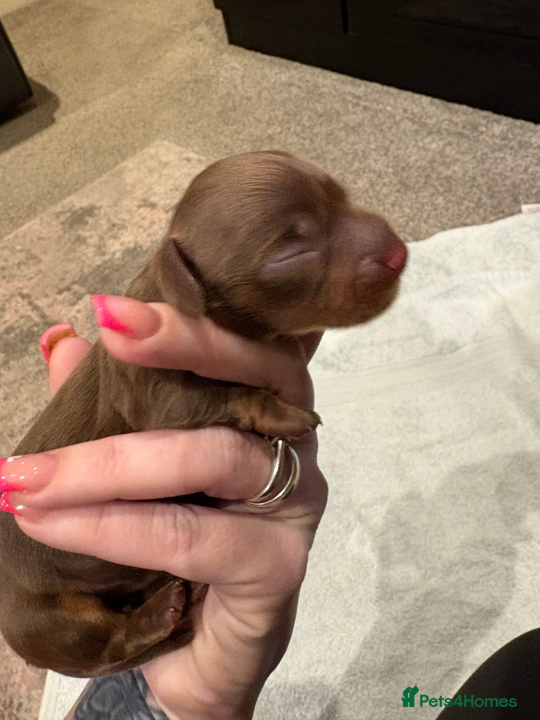 Miniature Dachshund dogs for sale: Miniature dachshund puppies  - Advert 9