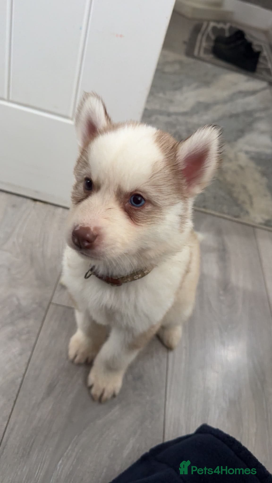 Siberian Husky Puppy 1