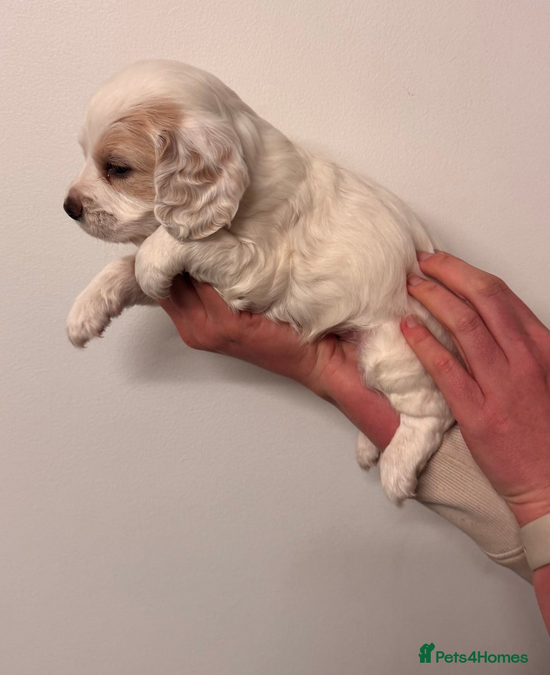 Sprocker dogs for sale: Sprocker spaniel puppies  - Advert 5