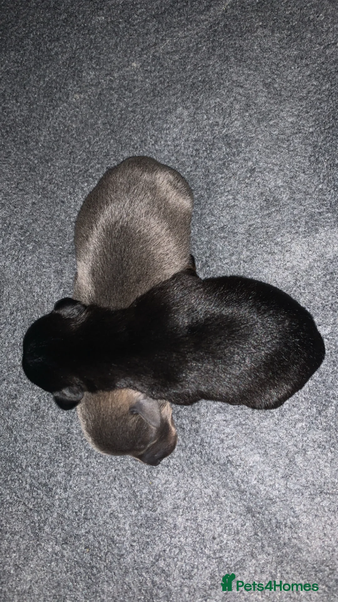 Chiweenie dogs for sale: Beautiful chiweenie pups  - Advert 2