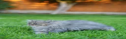 Persian cats for sale: Simba | Persian Kitten Boy • Litter Trained - Advert 4