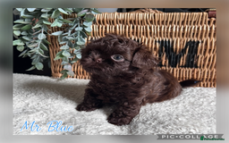 Shih Tzu dogs for sale: Stunning KC chocolate imperial Shihtzu puppies - Image 30