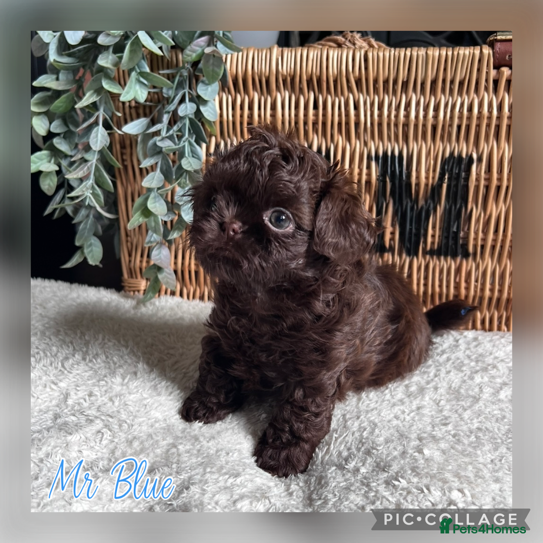 Shih Tzu dogs for sale: Stunning KC chocolate imperial Shihtzu puppies - Image 30