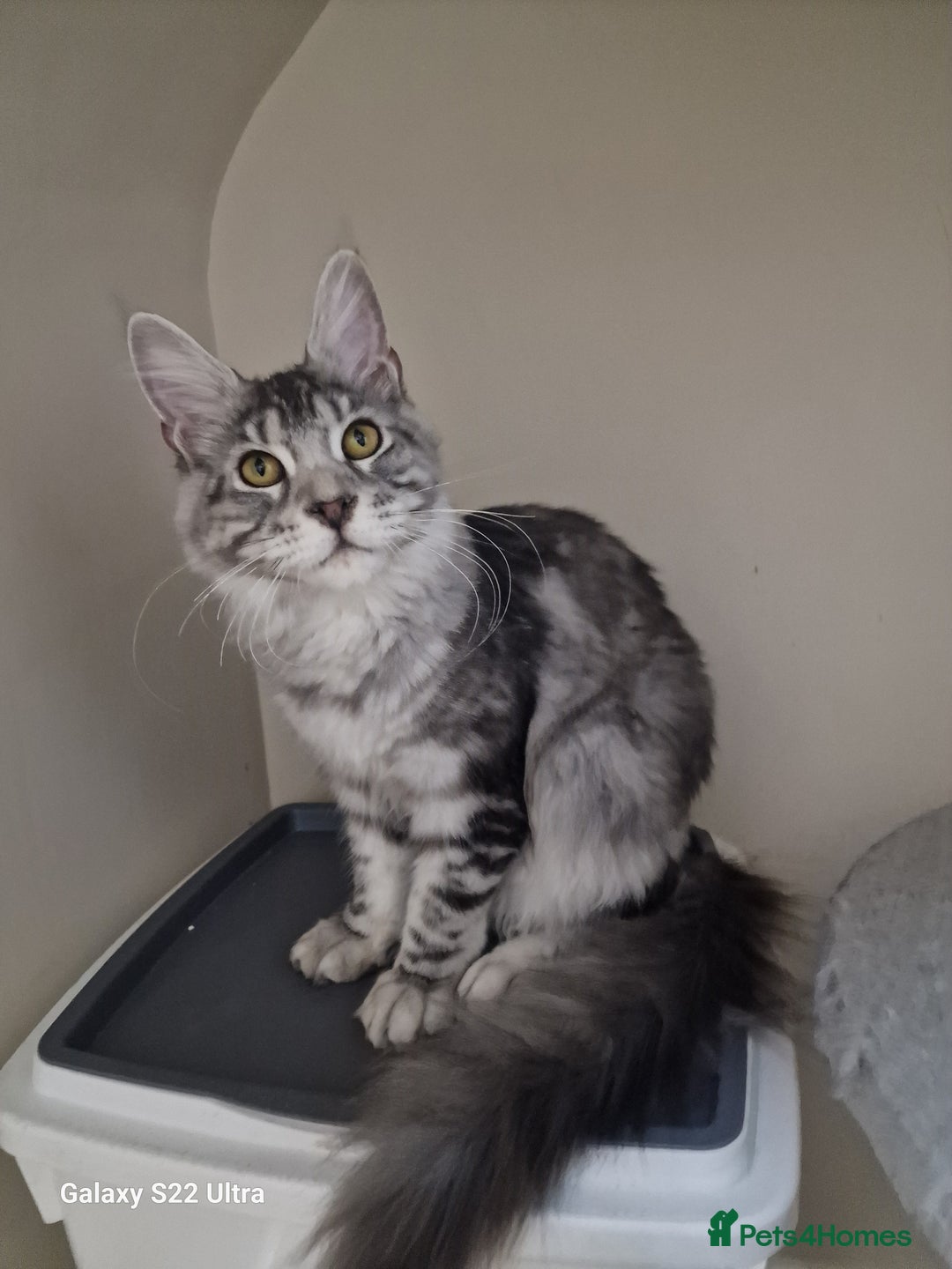 Maine Coon cats for sale: 🎀Pure maine coon female🎀 - Advert 2
