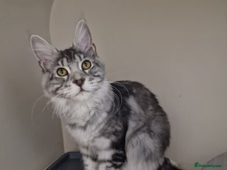 Maine Coon cats 🎀Pure maine coon female🎀 - Advert 2