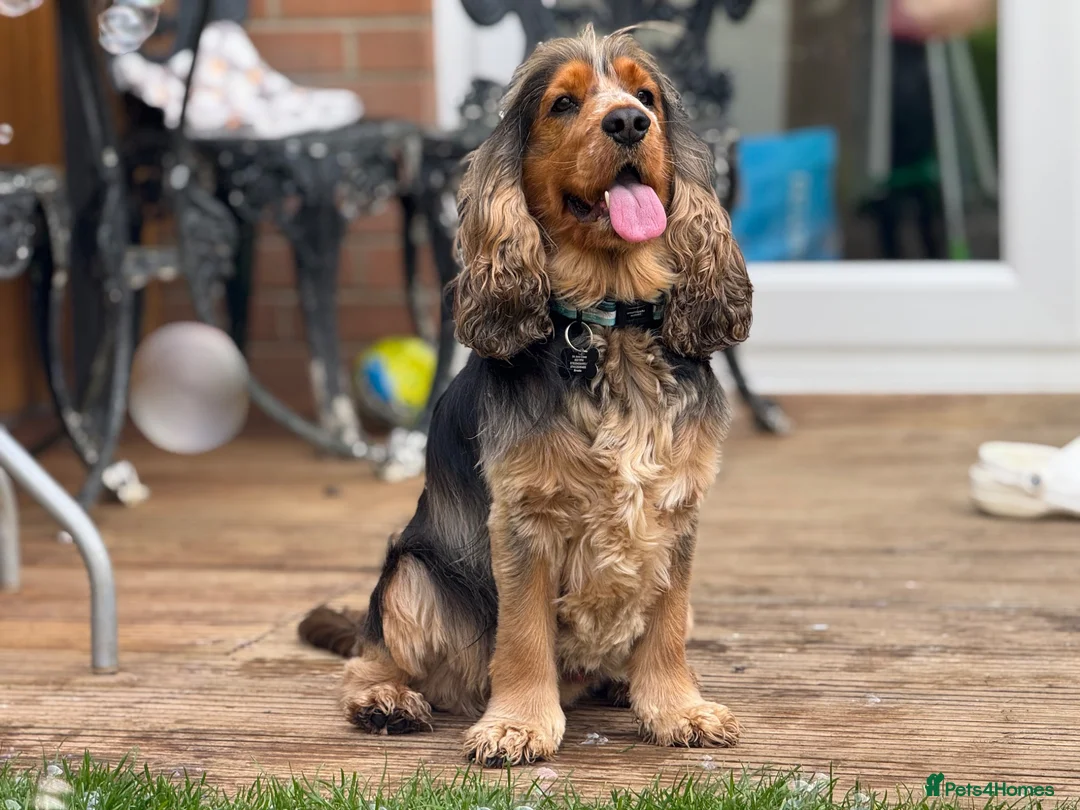 Cocker Spaniel dogs for stud: MALE COCKER SPANIEL STUD - Advert 2