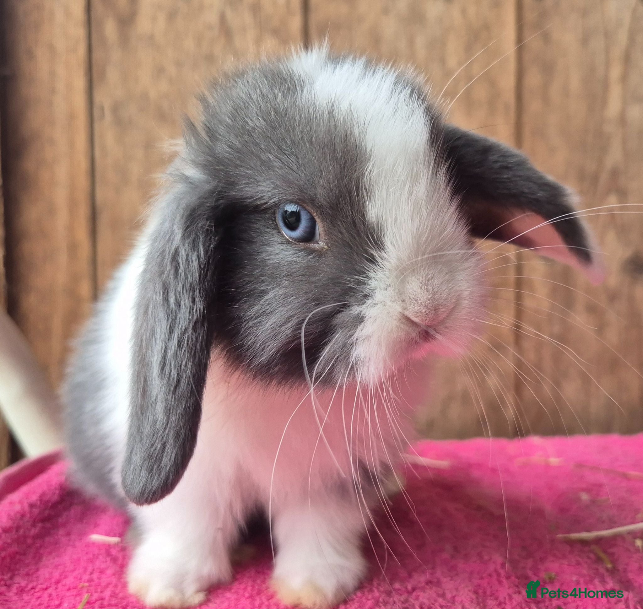 Mini Lop rabbits Baby Mini lop 2 boys 1 girl left  - Advert 13