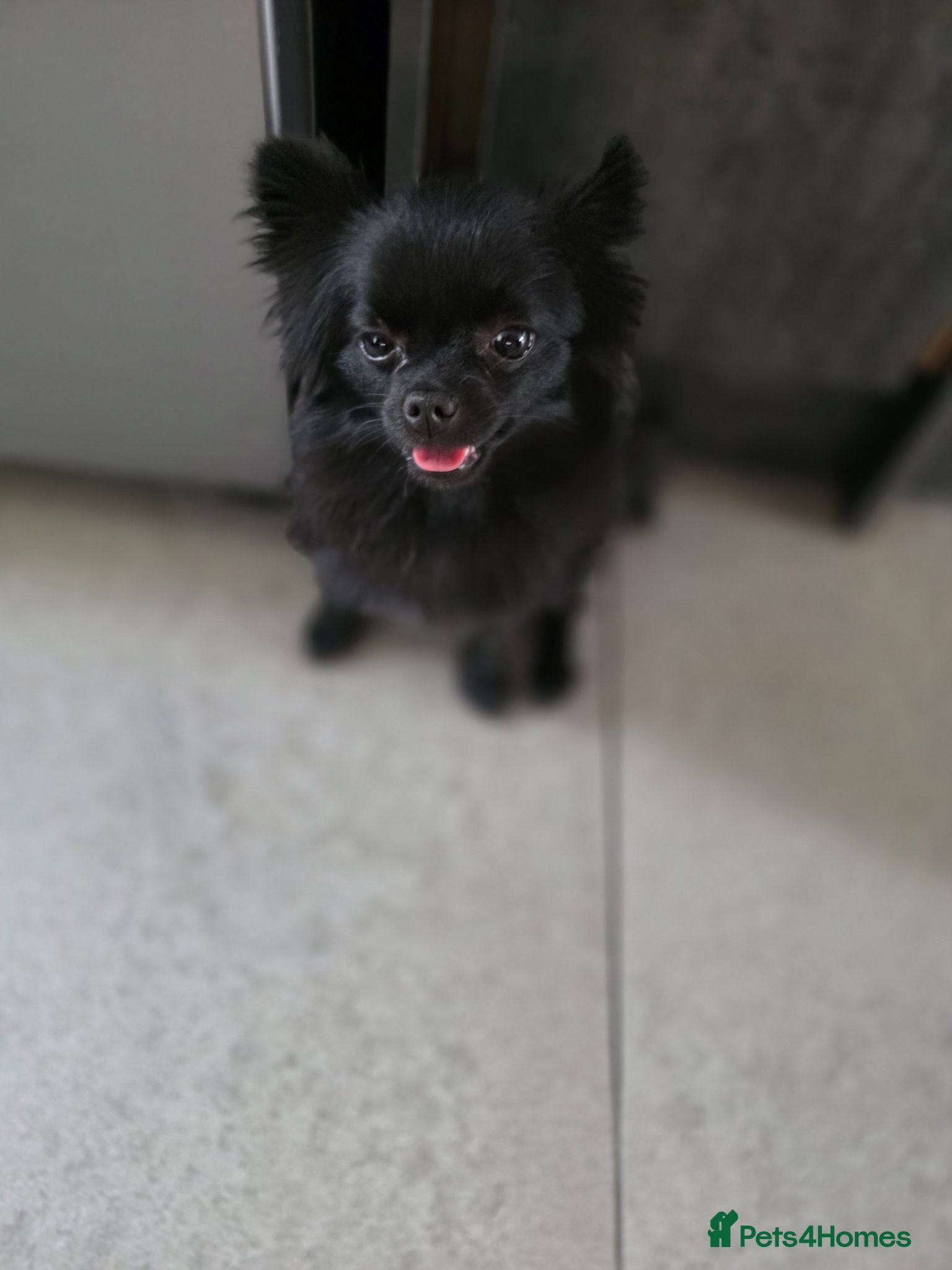 Pomchi dogs Tiny 18 months old Pomchi Girl 🐾🩷 - Advert 12