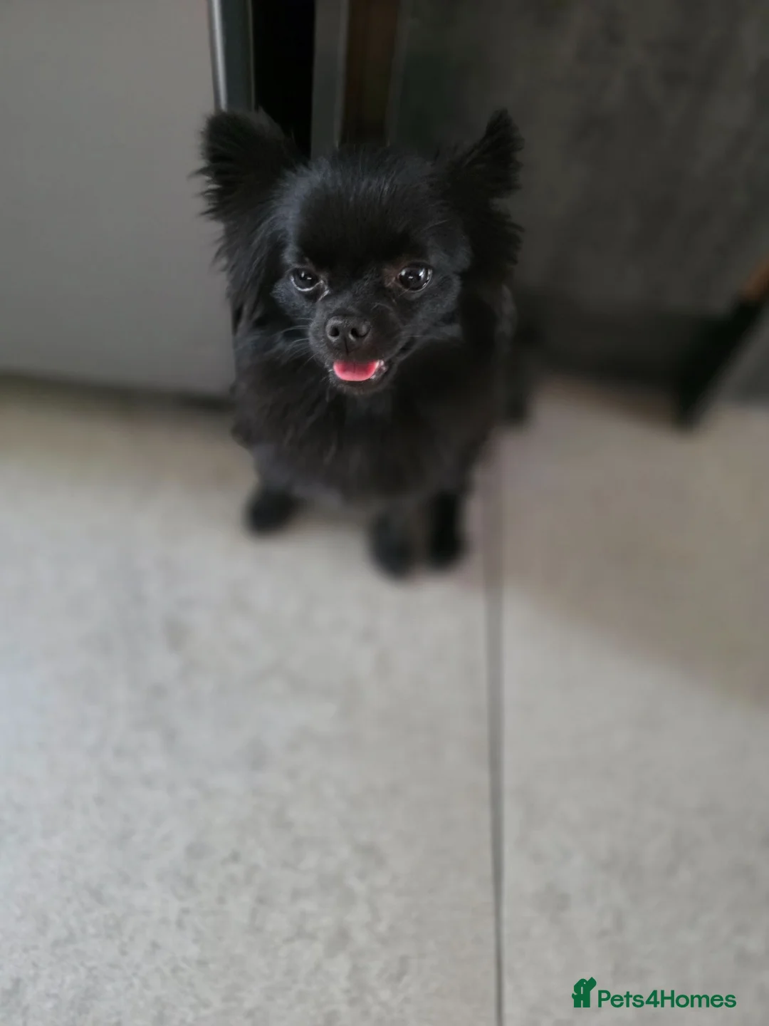 Pomchi dogs for sale: Tiny 18 months old Pomchi Girl 🐾🩷 - Advert 1