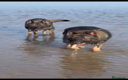 German Shepherd dogs for stud: German shepherd for stud  in Bexhill-on-Sea - Image 3